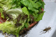 Heimchen (Acheta domesticus), aufgenommen bei DahmsTierleben