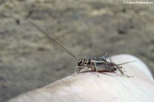 Heimchen (Acheta domesticus), aufgenommen bei DahmsTierleben