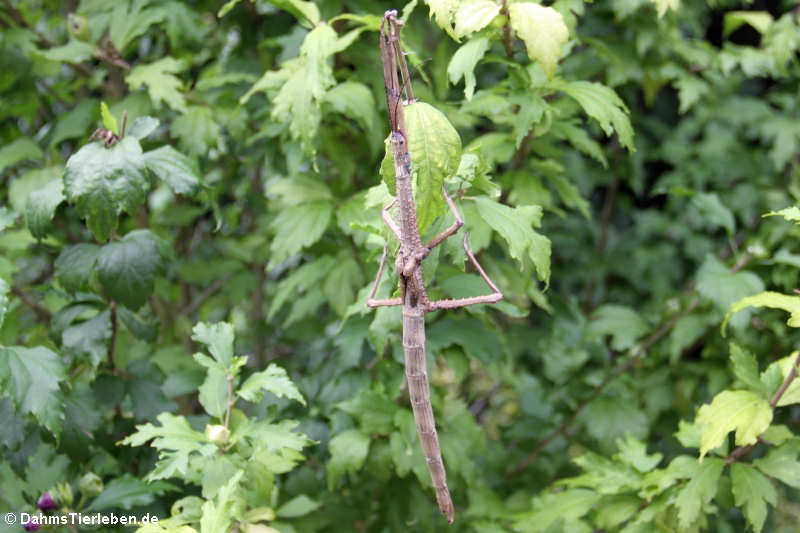 Türkisblaue Riesenstabschrecke (Achrioptera manga)