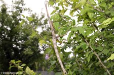 Türkisblaue Riesenstabschrecke (Achrioptera manga) bei DahmsTierleben