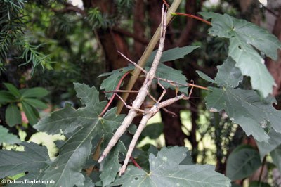 Türkisblaue Riesenstabschrecken (Achrioptera manga)