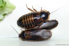 Argentinische Waldschabe (Blaptica dubia) bei DahmsTierleben