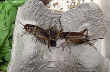 Steppengrillen (Gryllus assimilis), aufgenommen bei DahmsTierleben