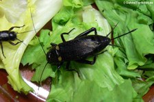 Zweifleckgrille oder Mittelmeer-Feldgrille (Gryllus bimaculatus), aufgenommen bei DahmsTierleben