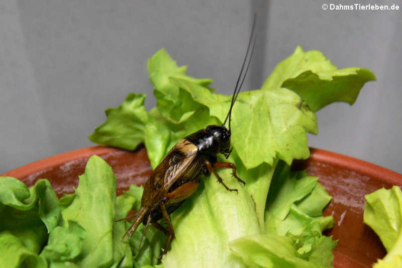 Gryllus bimaculatus-1