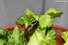 Zweifleckgrille oder Mittelmeer-Feldgrille (Gryllus bimaculatus), aufgenommen bei DahmsTierleben