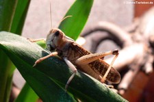 Äqyptische Wanderheuschrecke (Locusta migratoria migratorioides), aufgenommen bei DahmsTierleben