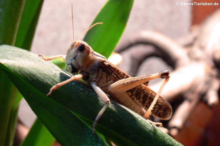 Locusta migratoria migratorioides