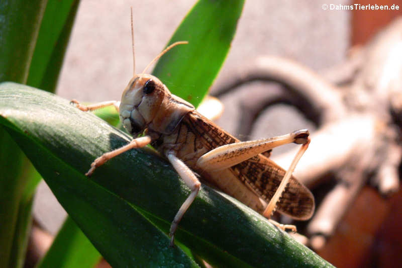 Locusta migratoria migratorioides