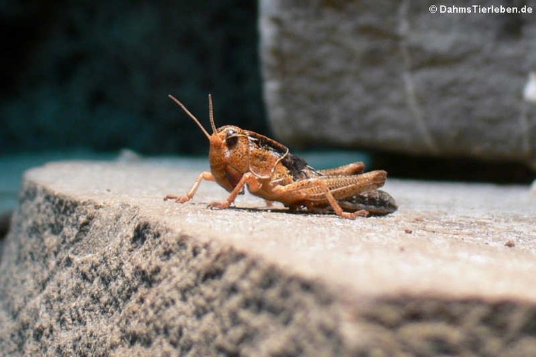 Locusta migratoria migratorioides