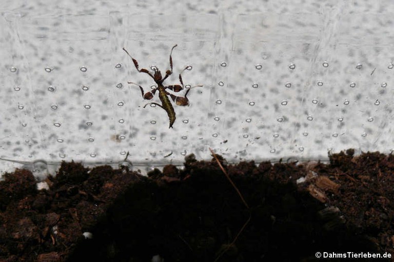 Phyllium hausleithneri