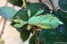 Wandelndes Blatt (Phyllium hausleithneri) bei DahmsTierleben