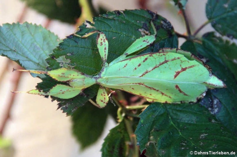 Phyllium hausleithneri