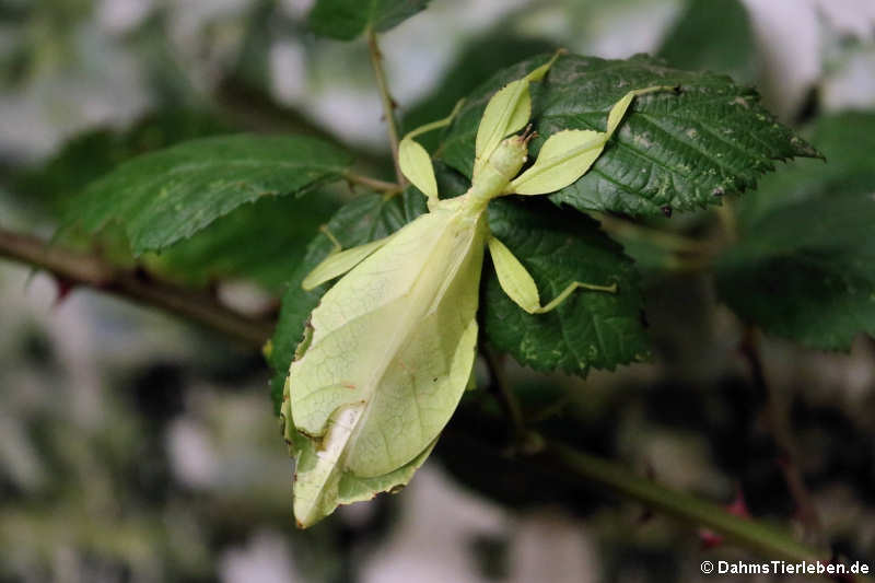 Phyllium hausleithneri