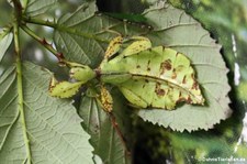 Wandelndes Blatt (Phyllium hausleithneri) bei DahmsTierleben