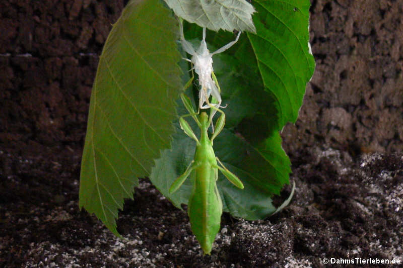 Phyllium hausleithneri