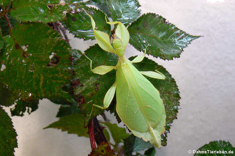 Wandelndes Blatt