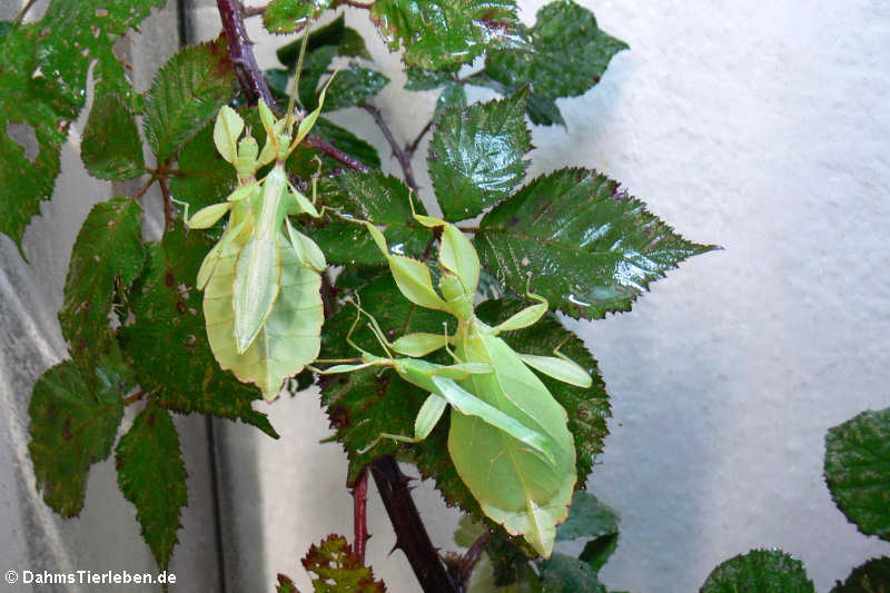 Phyllium hausleithneri