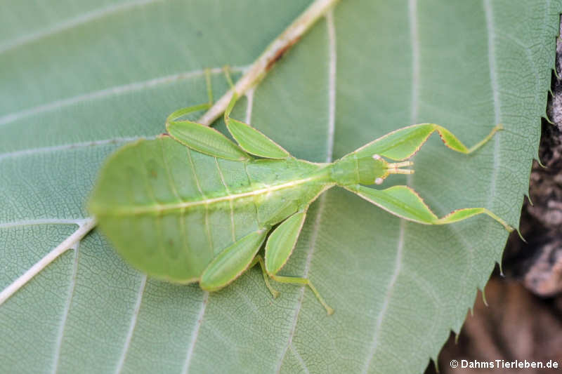 Wandelndes Blatt (Phyllium hausleithneri)