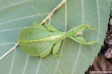 Wandelndes Blatt (Phyllium hausleithneri) bei DahmsTierleben