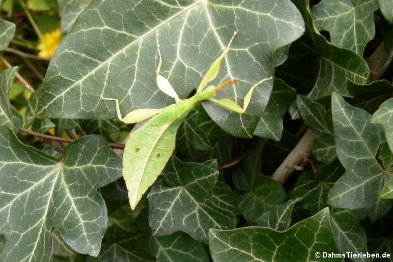 Phyllium hausleithneri