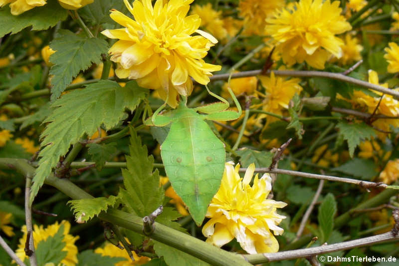 weibliches Wandelndes Blatt