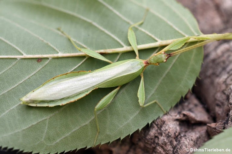 Phyllium hausleithneri