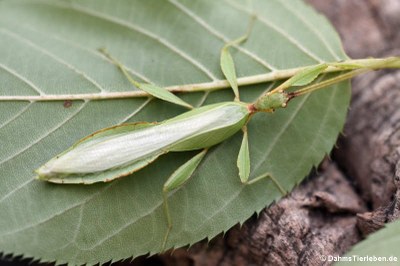 männliches Wandelndes Blatt (Phyllium hausleithneri)