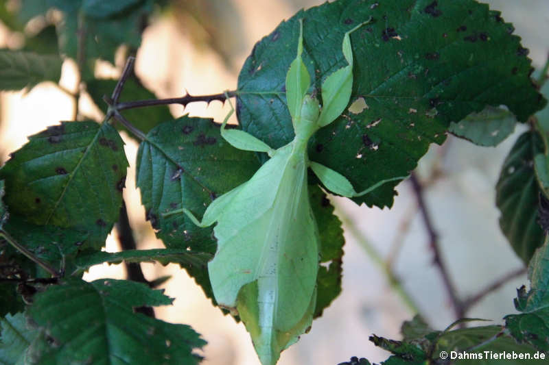 Wandelndes Blatt