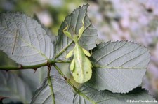 Wandelndes Blatt (Phyllium hausleithneri) bei DahmsTierleben