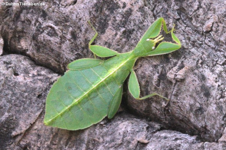 Phyllium hausleithneri