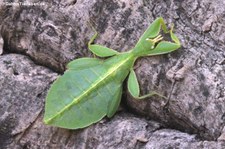 Wandelndes Blatt (Phyllium hausleithneri) bei DahmsTierleben