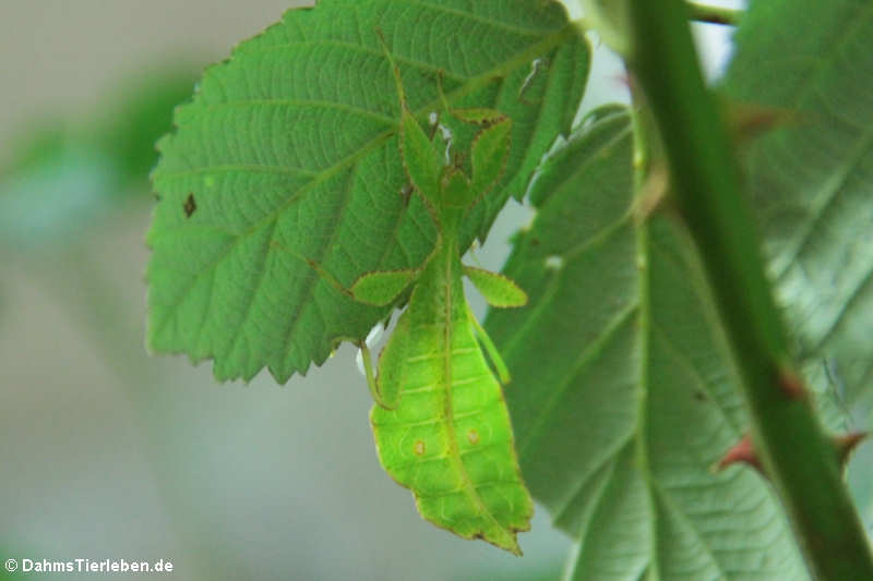 Wandelndes Blatt (Phyllium hausleithneri)