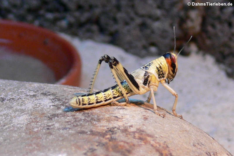 Schistocerca gregaria-1