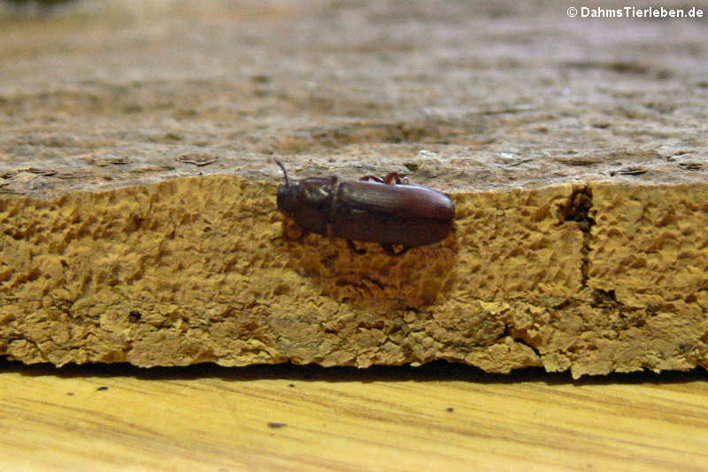 Tenebrio molitor-2