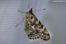 gerade geschlüpfter Distelfalter (Vanessa cardui)