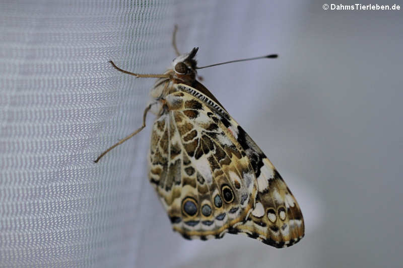 Vanessa cardui