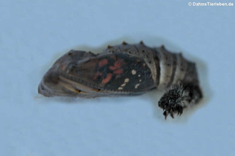 Vanessa cardui