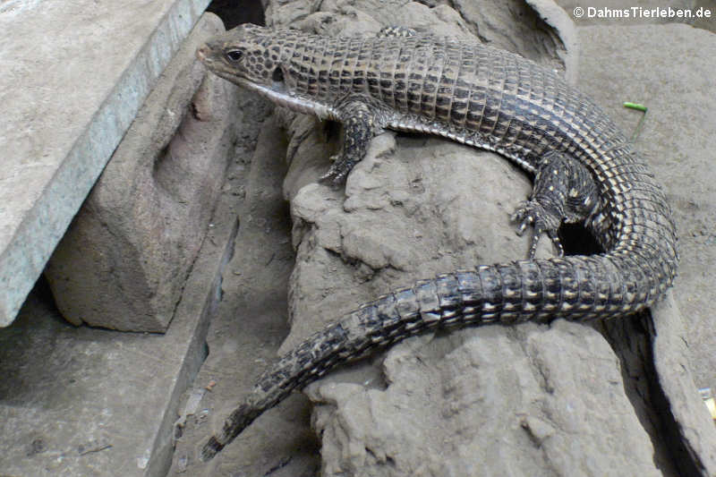 Broadleysaurus major-5