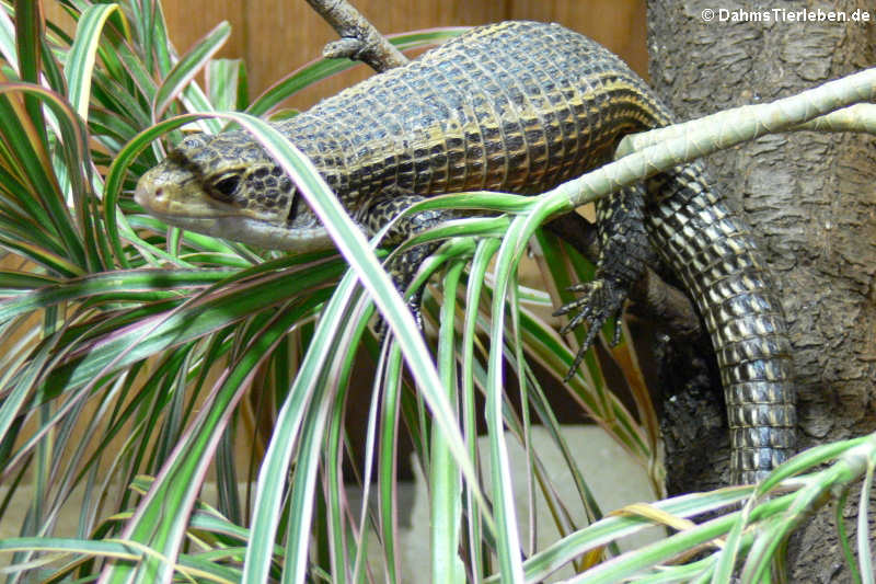 Schildechse im Großterrarium