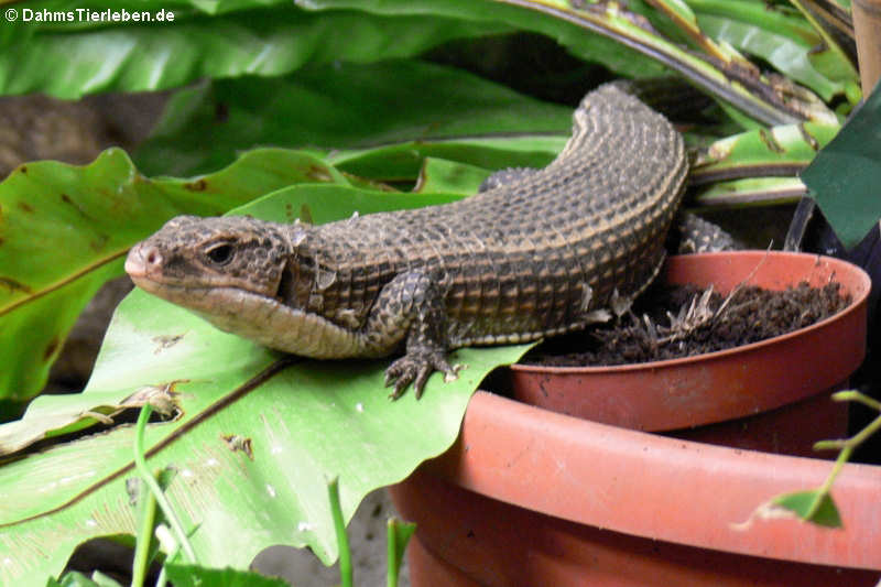 Schildechse im Großterrarium