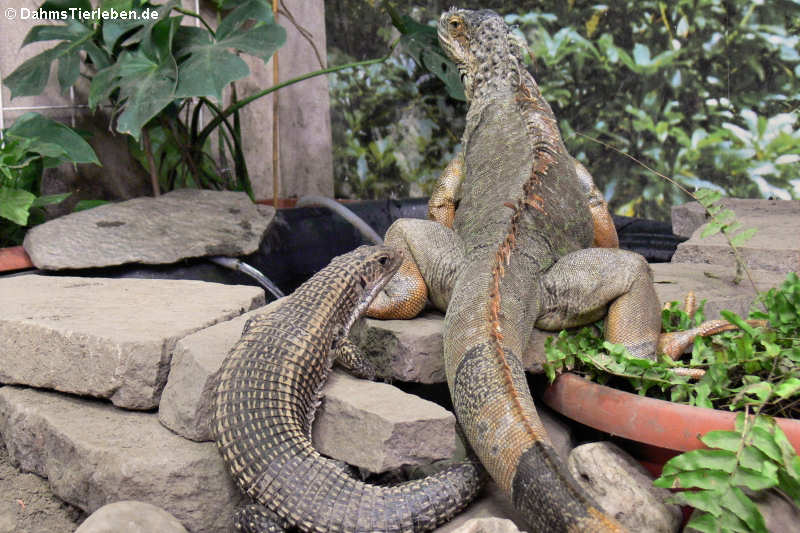 Schildechse und Grüner Leguan