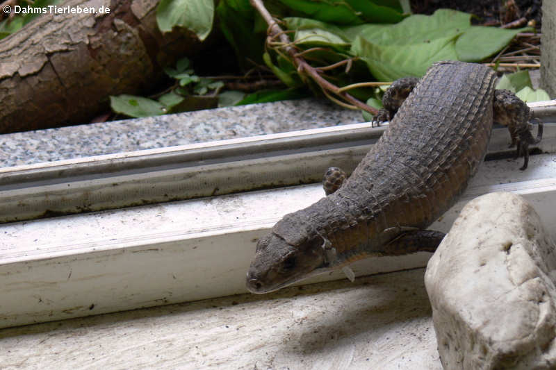 Rückkehr vom Außenterrarium