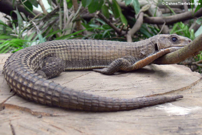 Schildechse im Großterrarium