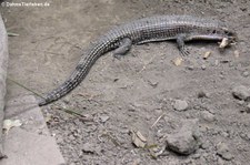 Braune Schildechse oder Sudan Schildechse (Broadleysaurus major) bei DahmsTierleben