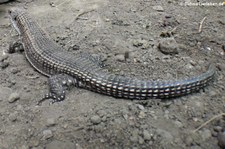 Braune Schildechse oder Sudan Schildechse (Broadleysaurus major) bei DahmsTierleben