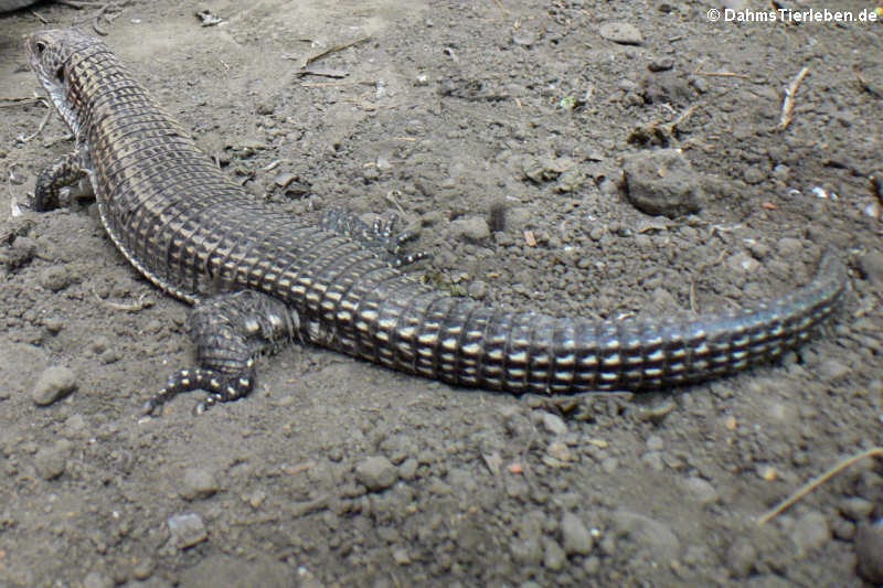 Schildechse im Großterrarium