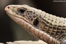 Braune Schildechse oder Sudan Schildechse (Broadleysaurus major) bei DahmsTierleben