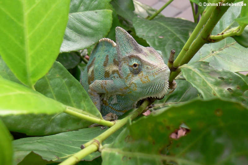 Jemen-Chamäleon (Chamaeleo calyptratus)