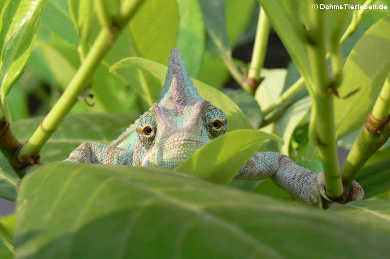 Jemen-Chamäleon (Chamaeleo calyptratus)